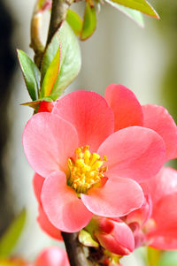 Close-up of pink flowers blooming outdoors