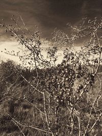 View of plants against the sky