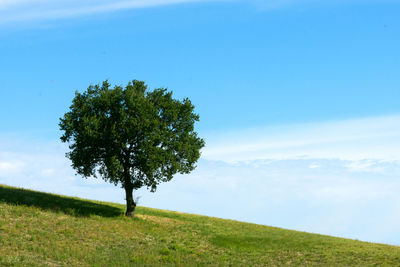 Tree on field against sky