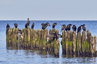 Panoramic view of birds on sea against sky