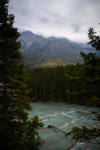 Scenic view of river amidst trees against sky