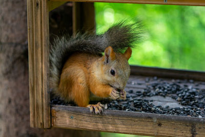 A squirrel eats seeds in a birdhouse