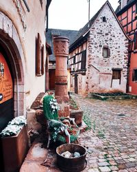 Potted plants on old building