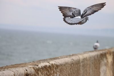 Pigeon in flight over a breakwater overlooking a stormy sea