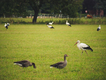 Geese and storks on grassy field