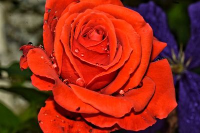 Close-up of red rose