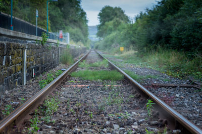 Railway tracks along trees