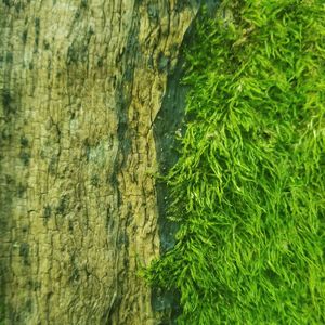 Full frame shot of moss on tree trunk