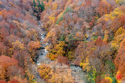 View of autumnal trees