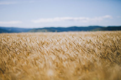 Wheat field against sky