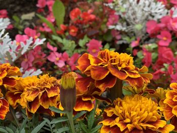 Close-up of yellow marigold flowers