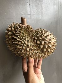 Close-up of hand holding pine cone against wall