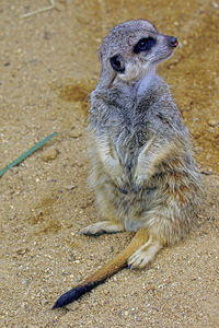 Close-up of meerkat