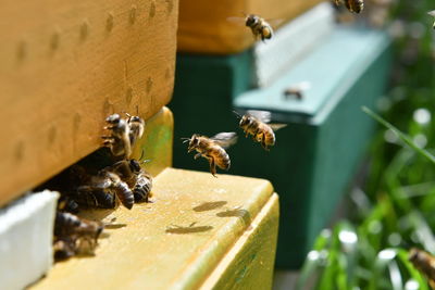 Close-up of bee flying