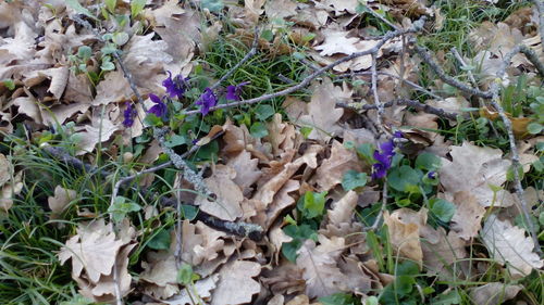 High angle view of purple flowers