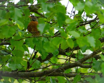 Low angle view of bird perching on branch
