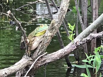 Close-up of bird perching on tree