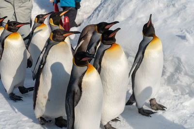 High angle view of penguins on snow