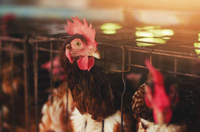 Close-up of rooster in cage