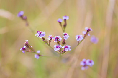 Close-up of flowers blooming outdoors