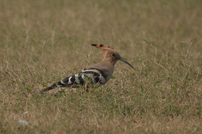 Rabbit on grassy field