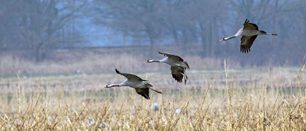 Bird flying over grassy field