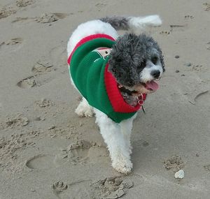 Dog with ball on sand at beach