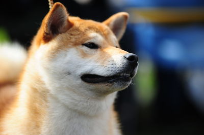 Close-up of a dog looking away