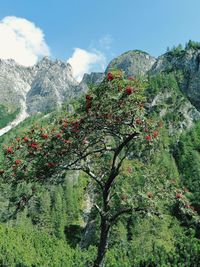 Plants growing on land against sky