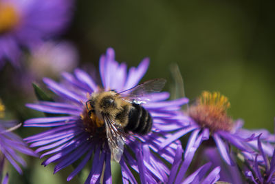 Close-up of bee on purple flower