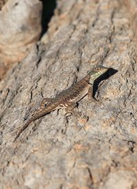 Close-up of lizard on rock