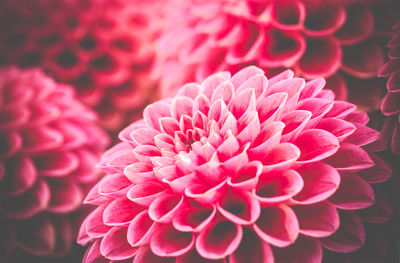 Close-up of dahlia
