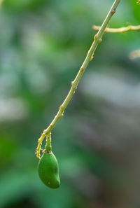 Close-up of fruit growing on tree