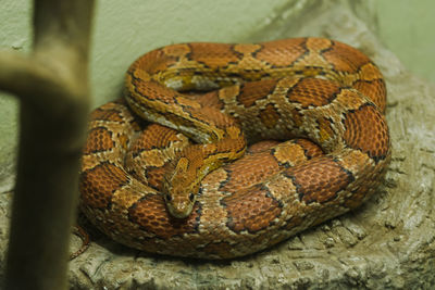 Close-up of snake