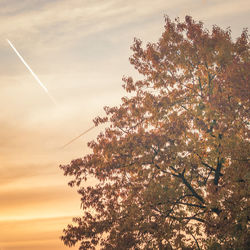 Low angle view of tree against sky at sunset