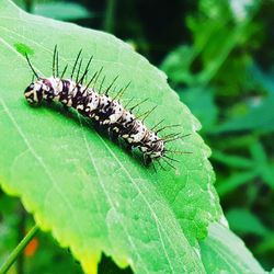 Close-up of insect on leaf