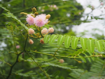 Close-up of pink flower growing on tree