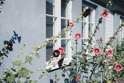 Flowering plants on window of building