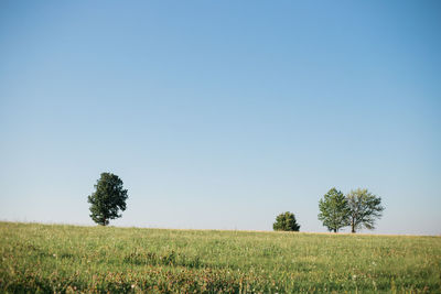 Trees on field against clear sky