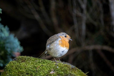 Close-up of bird perching on rock