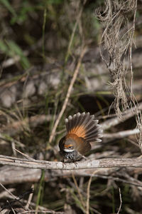 Close-up of a bird flying