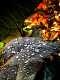Close-up of wet leaves during rainy season