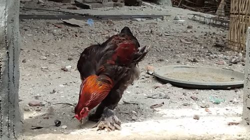 High angle view of a bird on field