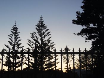 Silhouette pine trees against sky during sunset