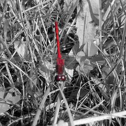 Close-up of red rose