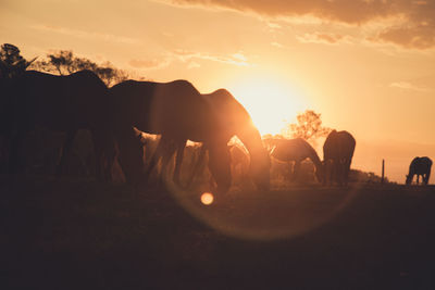 Silhouette horses grazing on field against sky during sunset