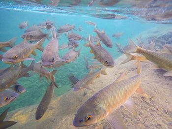 High angle view of fishes swimming in sea