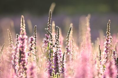 Close-up of pink flowering plants on field