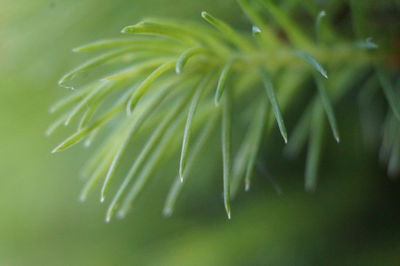 Close-up of wet plant