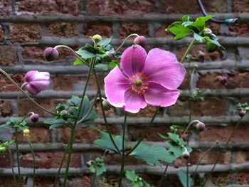 Close-up of pink flowers